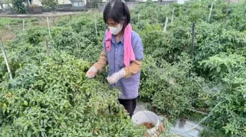 توجه تجاري جديد بلدية فينه آن تطور الزراعة المحلية